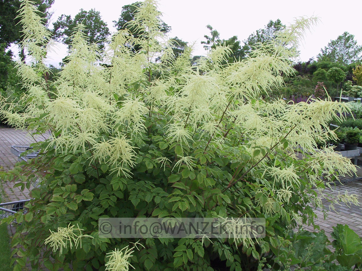 Aruncus dioicus - bluehend1.JPG